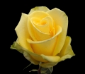 yellow coral